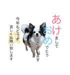 チワワのういくん（個別スタンプ：24）