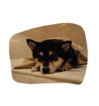 fumikotomakoto2（個別スタンプ：6）