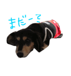 愛犬ひまわり2（個別スタンプ：1）