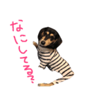愛犬ひまわり2（個別スタンプ：2）