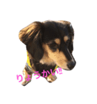 愛犬ひまわり2（個別スタンプ：4）