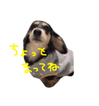 愛犬ひまわり2（個別スタンプ：5）