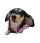 愛犬ひまわり2（個別スタンプ：6）