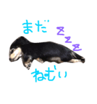 愛犬ひまわり2（個別スタンプ：7）