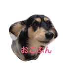 愛犬ひまわり2（個別スタンプ：8）