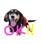 愛犬ひまわり2（個別スタンプ：9）