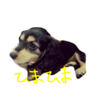 愛犬ひまわり2（個別スタンプ：10）