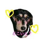 愛犬ひまわり2（個別スタンプ：11）