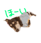 愛犬ひまわり2（個別スタンプ：13）