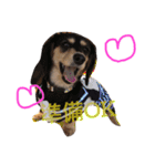 愛犬ひまわり2（個別スタンプ：16）