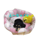 愛犬ひまわり2（個別スタンプ：17）