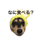 愛犬ひまわり2（個別スタンプ：18）