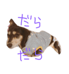 愛犬ひまわり2（個別スタンプ：22）