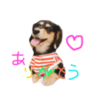 愛犬ひまわり2（個別スタンプ：23）