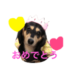 愛犬ひまわり2（個別スタンプ：24）