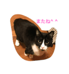 オモシロはちくん（個別スタンプ：1）