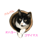 オモシロはちくん（個別スタンプ：6）