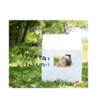 あおちゃまスタンプ（個別スタンプ：36）