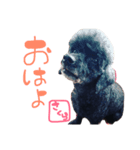 まいにちさくら（個別スタンプ：1）
