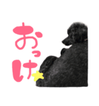 まいにちさくら（個別スタンプ：3）