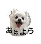 雪ちゃん銀ちゃん（個別スタンプ：1）