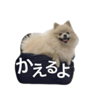 雪ちゃん銀ちゃん（個別スタンプ：13）