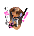 JTS sticker（個別スタンプ：7）