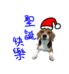 Beagle-Merry Christmas 2017（個別スタンプ：1）