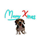 Beagle-Merry Christmas 2017（個別スタンプ：4）
