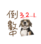 Beagle-Merry Christmas 2017（個別スタンプ：5）