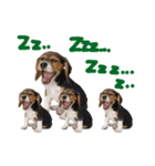 Beagle-Merry Christmas 2017（個別スタンプ：6）