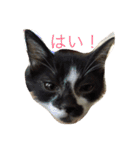 愛猫コタローとウメ（個別スタンプ：1）