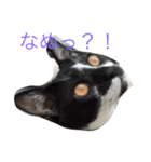 愛猫コタローとウメ（個別スタンプ：2）