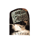 愛猫コタローとウメ（個別スタンプ：4）