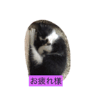 愛猫コタローとウメ（個別スタンプ：5）