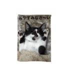 愛猫コタローとウメ（個別スタンプ：6）