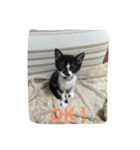 愛猫コタローとウメ（個別スタンプ：7）
