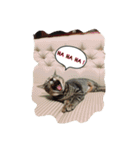 愛猫コタローとウメ（個別スタンプ：8）