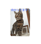 愛猫コタローとウメ（個別スタンプ：9）