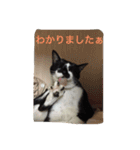 愛猫コタローとウメ（個別スタンプ：10）