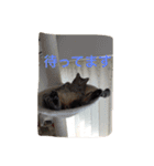 愛猫コタローとウメ（個別スタンプ：11）
