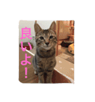 愛猫コタローとウメ（個別スタンプ：12）