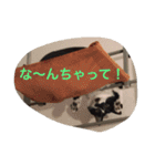 愛猫コタローとウメ（個別スタンプ：13）