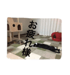 愛猫コタローとウメ（個別スタンプ：14）