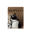 愛猫コタローとウメ（個別スタンプ：16）