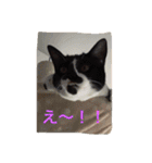 愛猫コタローとウメ（個別スタンプ：17）