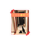 愛猫コタローとウメ（個別スタンプ：18）
