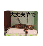 愛猫コタローとウメ（個別スタンプ：19）