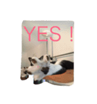 愛猫コタローとウメ（個別スタンプ：20）