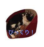 愛猫コタローとウメ（個別スタンプ：21）